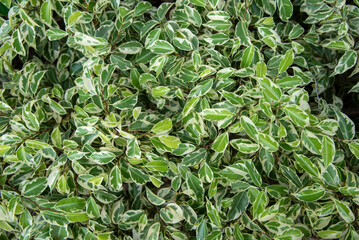leaf pattern green leaves background