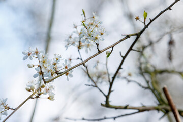 Cherry blossom branches adorned with white flowers against a soft sky during early spring in a serene natural setting