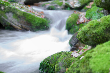 Green moss on rocks next to a fast-flowing river in a mountain ecosystem