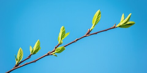 Close-up of tree branches with green leaves against a bright blue sky, symbolizing the beauty of nature.