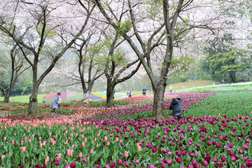 Fototapeta premium チューリップと桜が満開の春の公園