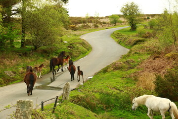 Dartmoor Ponieherde