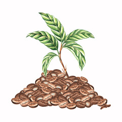 Obraz premium Green sprout in the pile of roasted coffee beans. Young twig with green leaves. Composition of watercolor hand drawn illustration isolated. Grains of Arabica, Robusta sort for aromatic drink. Clipart.