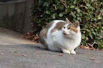 自然公園の路上で近くに来た人を警戒して見上げる野良猫
