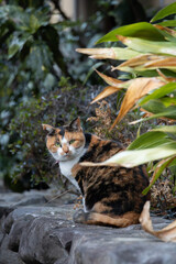 民家の壁の上から振り返ってこっちを見てる三毛猫柄の野良猫