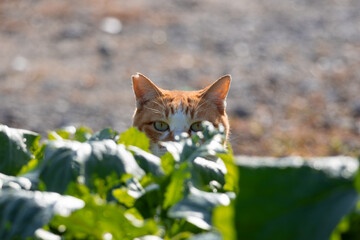 野菜の奥から顔をだしてる茶トラ柄とぶち猫柄の野良猫