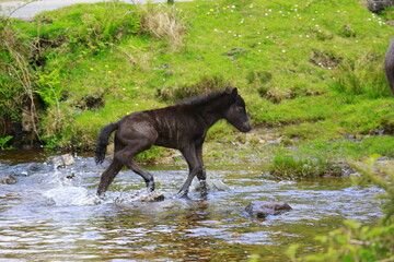 Dartmoor Fohlen beim Überqueren eines Baches