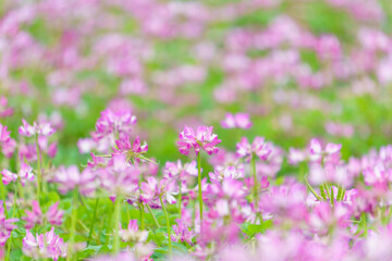 レンゲソウの花畑