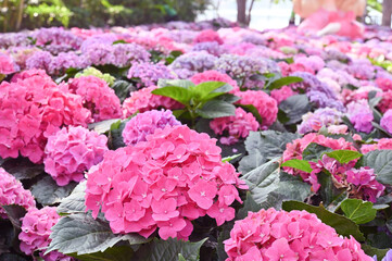 Light pink hydrangea flower heads Hortensia flowering plant Macrophylla hydrangeas are blooming..watch.