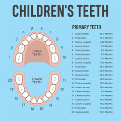 detskeA clear infographic showing the development of children's teeth, including the upper and lower teeth, indicating the types of teeth and the age periods of their growth._zuby_infografika-2