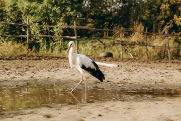 The stork walks close to people in the park in autumn.