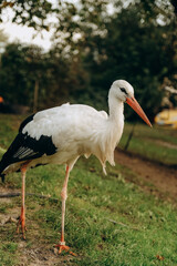 The stork walks close to people in the park in autumn.