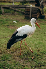 Fototapeta premium The stork walks close to people in the park in autumn.