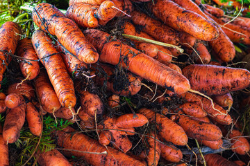 Fresh Carrots from the Fall Harvest, food, fresh, raw, delicious