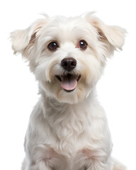 smiling cute white dog,  isolated soft focus on the transparent background