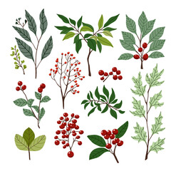 vector set of different plants, leaves and berries