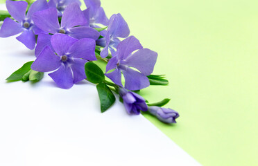 Naklejka premium Bouquet of violet flowers periwinkle ( Vinca minor, lesser periwinkle, myrtle ) on a white and green background with space for text