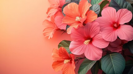 Obraz premium The tropical garden comes alive at sunrise, adorned with vibrant bright pink hibiscus flowers that showcase stunning coral undertones, creating a picturesque scene