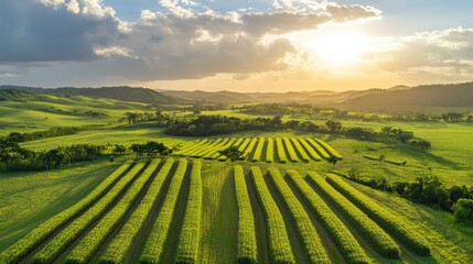 Aerial view of a large sugarcane plantation surrounded by lush greenery.