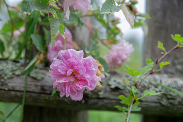 Pink rose flowers on a wooden fence in the garden in summer.