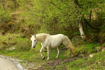 Hengst im Dartmoor