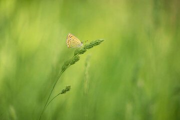 delicate blue butterfly on a blade of grass on a natural background of a green meadow. Grace and minimalism. art photo. free space