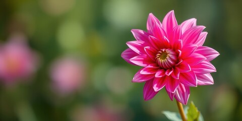 A vibrant pink dahlia flower with delicate petals, showcasing its intricate structure against a soft green and blurred background.