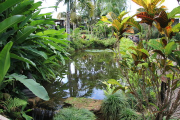 Tropischer Teich