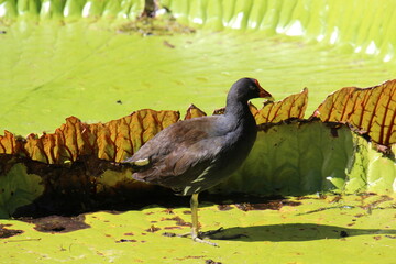 Vogel auf Riesen-Seerosenblatt