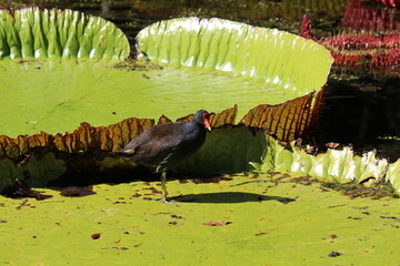 Riesen-Seerose mit Vogel