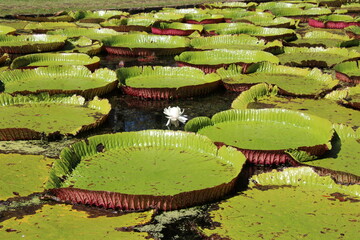 Riesen-Seerose mit Bl&uuml;te
