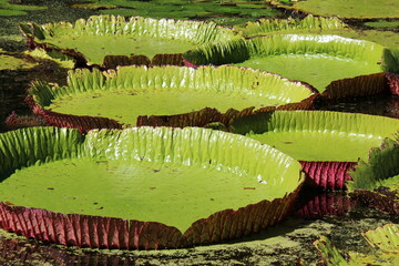 Riesen-Seerosenbl&auml;tter