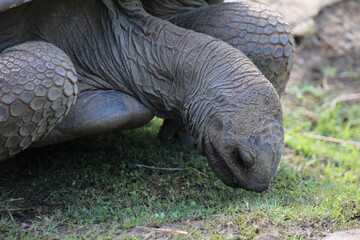 Riesenschildkr&ouml;te beim fressen