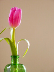 One single pink tulip in a green glass vase. Beautiful and elegant decor and interior design. Springtime. Inspiration. Flower bouqet. Graphic resource.