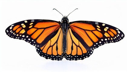 Fototapeta premium butterfly on a white background