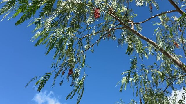 Schinus Areira molle Peppercorn Pepper tree.