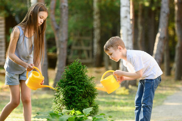 Cute boy and girl watering plants from a watering can in garden at dacha on sunny day. Children help parents take care of young trees. Children's outdoor activities, plant care
