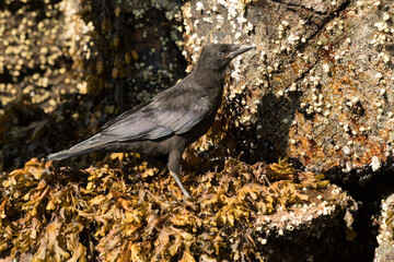 A close up portrait of an American crow (Corvus brachyrhynchos) standing on seaweed on rocks in Alaska, USA.