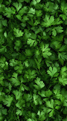 fresh cilantro leaves, an aromatic herb perfect for enhancing culinary creations. Its lush green foliage adds flavor and natural beauty.