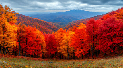 Fototapeta premium Spectacular autumn panorama of vibrant red and orange foliage covering hills and mountains under a cloudy sky