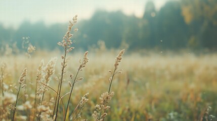 Fototapeta premium A field of tall grass with a few weeds