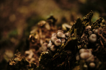 Close-up of brown inedible mushrooms growing on an old tree stump in an autumn coniferous forest. Nature near Black Lake - Crno Jezero in Durmitor National park, Montenegro country.