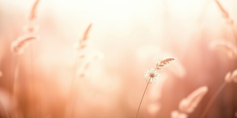 Fototapeta premium A single delicate plant stands out against a backdrop of soft, sun-kissed grasses, its delicate tendrils reaching towards the golden light.