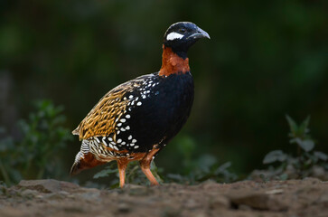 Black francolin