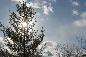 evergreen tree and sun flare on a dramatic blue sky with clouds