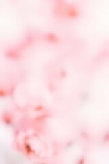 Fototapeta premium Delicate pink flowers , background with soft focus, Scene of tranquility and beauty