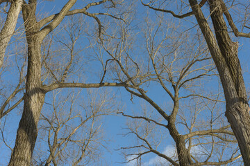bare tree branches on a clear blue sky in a winter landscape