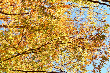 二子島森林公園の紅葉（新潟県）