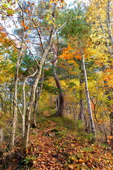 二子島森林公園の紅葉（新潟県）