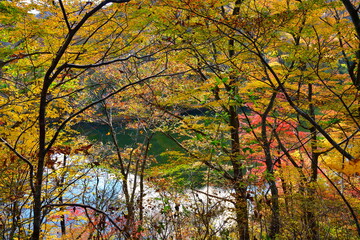 二子島森林公園の紅葉（新潟県）